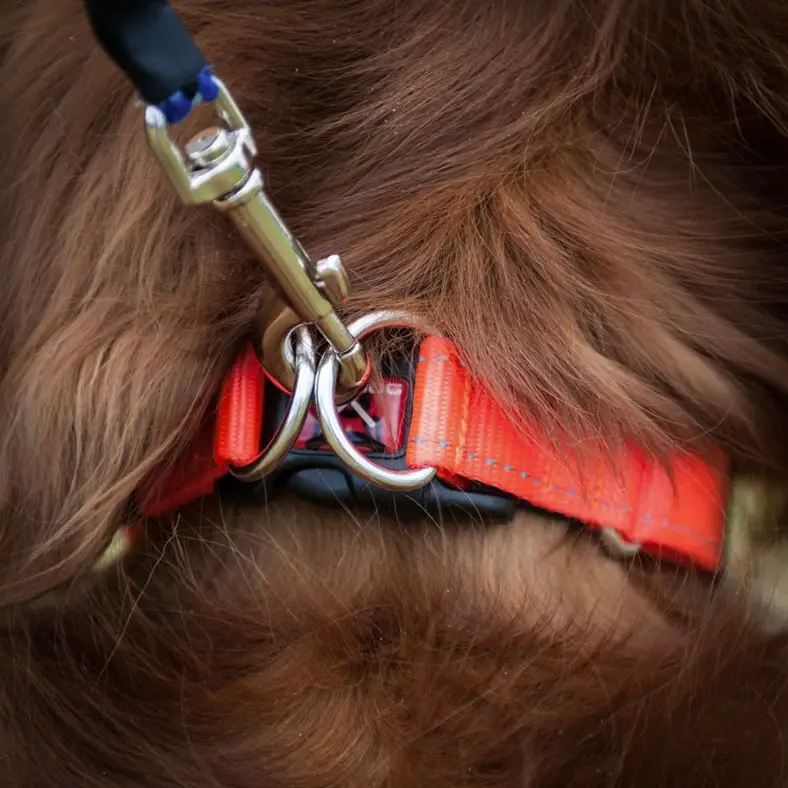 ¿Cómo elegir un collar para tu perro?