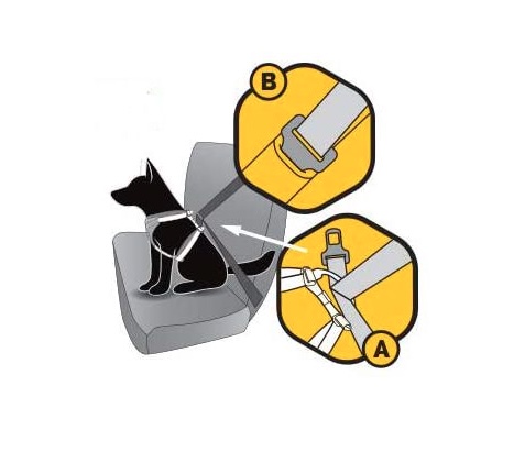 ¿Cómo atar a tu perro de forma segura en el coche?