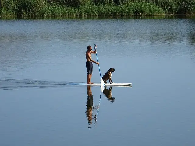 deportes acuáticos con tu perro