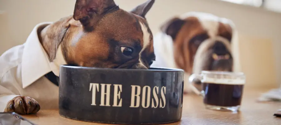 mejores piensos para perros