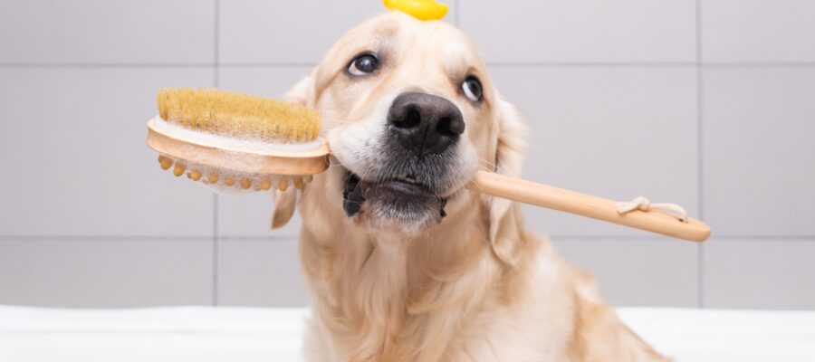 mejores champus para perros