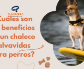 ¿Cuáles son los beneficios de un chaleco salvavidas para perros?