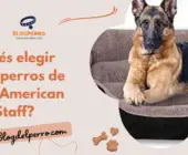 Cesta lavable |  Beneficios de la mejor cama para perros
